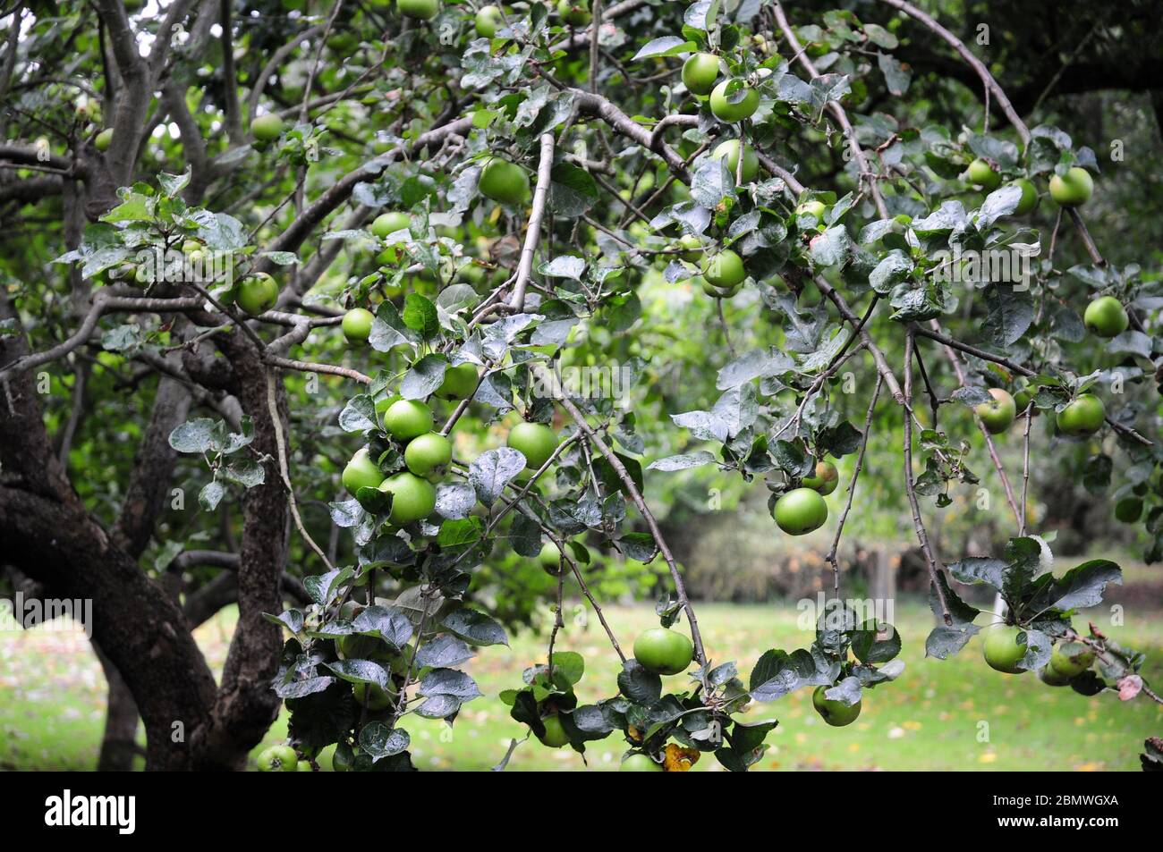 Jeunes pommes sur un arbre de semences de Bramley. Banque D'Images