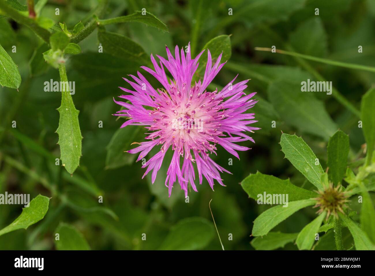 Centaurea, fleur de tweed Banque D'Images