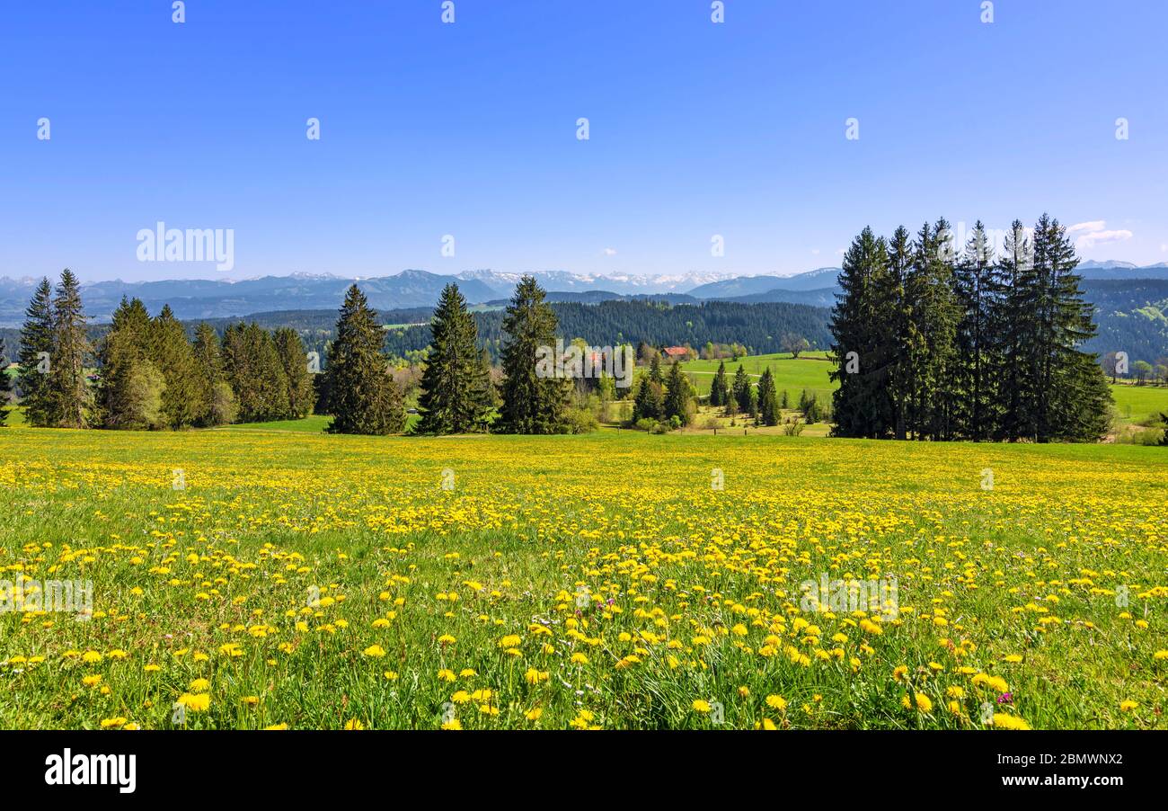 Pré de printemps avec des pissenlits jaunes dans la région rurale d'Allgäu avec des collines et des montagnes à une belle journée. Bavière, Allemagne Banque D'Images