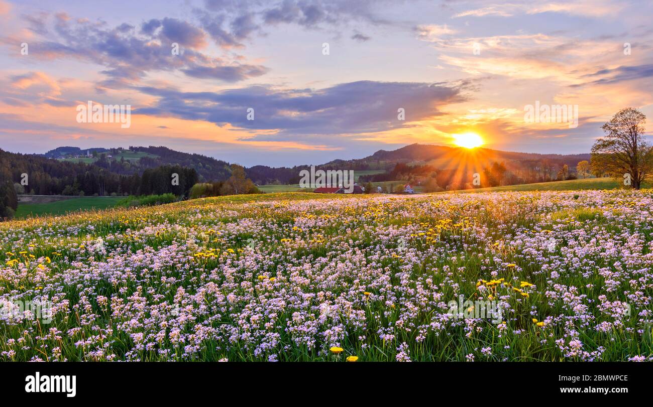 Prairie de printemps colorée avec des fleurs de coucou blanc dans la campagne Allgäu au coucher du soleil. Bavière, Allemagne Banque D'Images