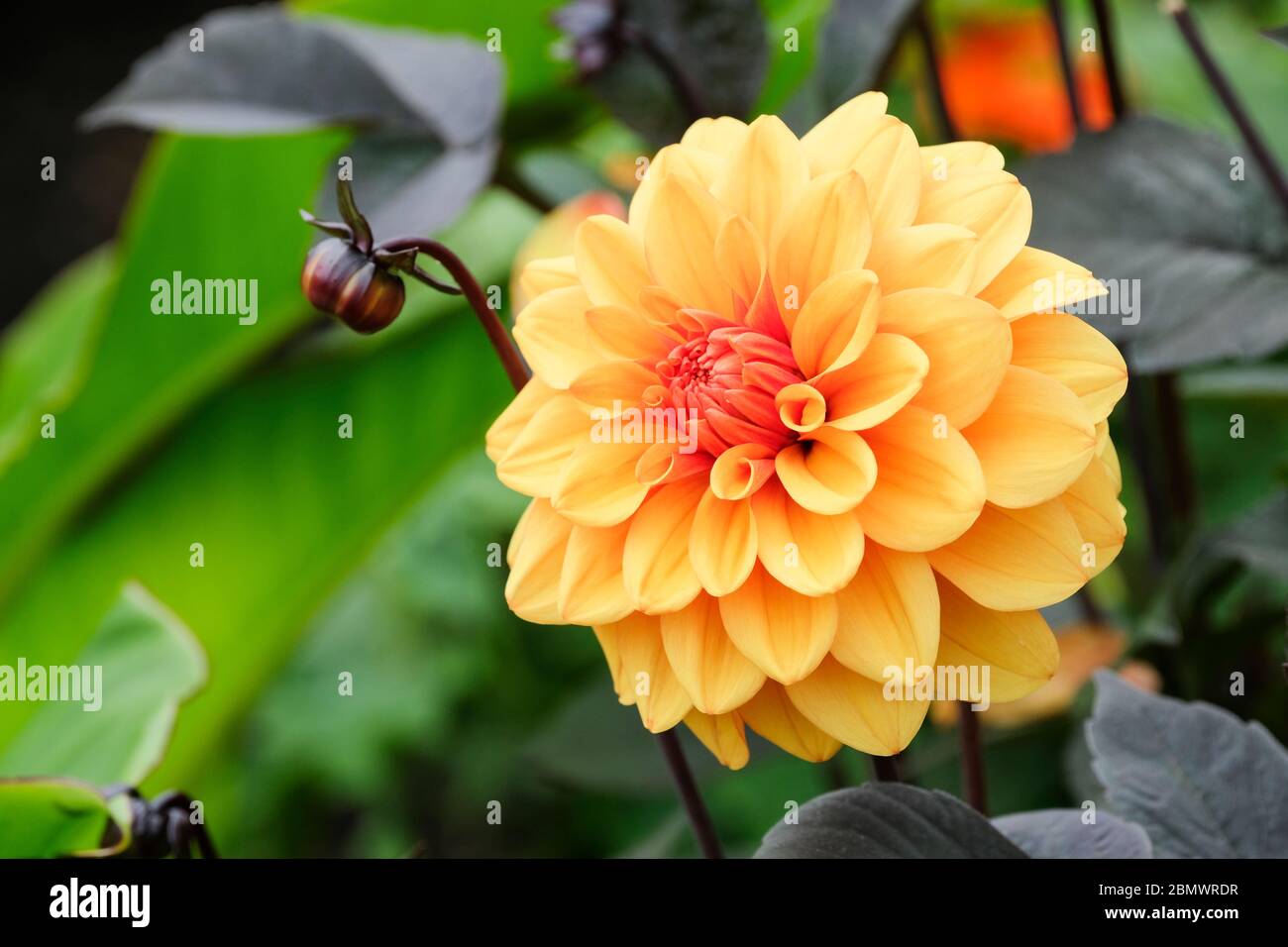 Les fleurs en bronze-orange de Dahlia décoratif 'David Howard' Banque D'Images