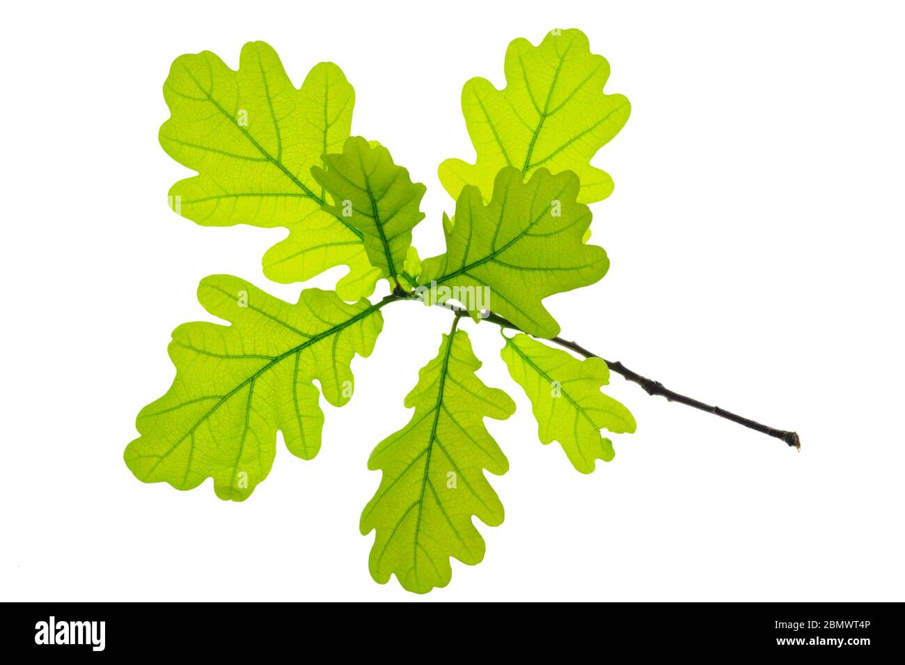 Feuilles de chêne isolé Banque D'Images