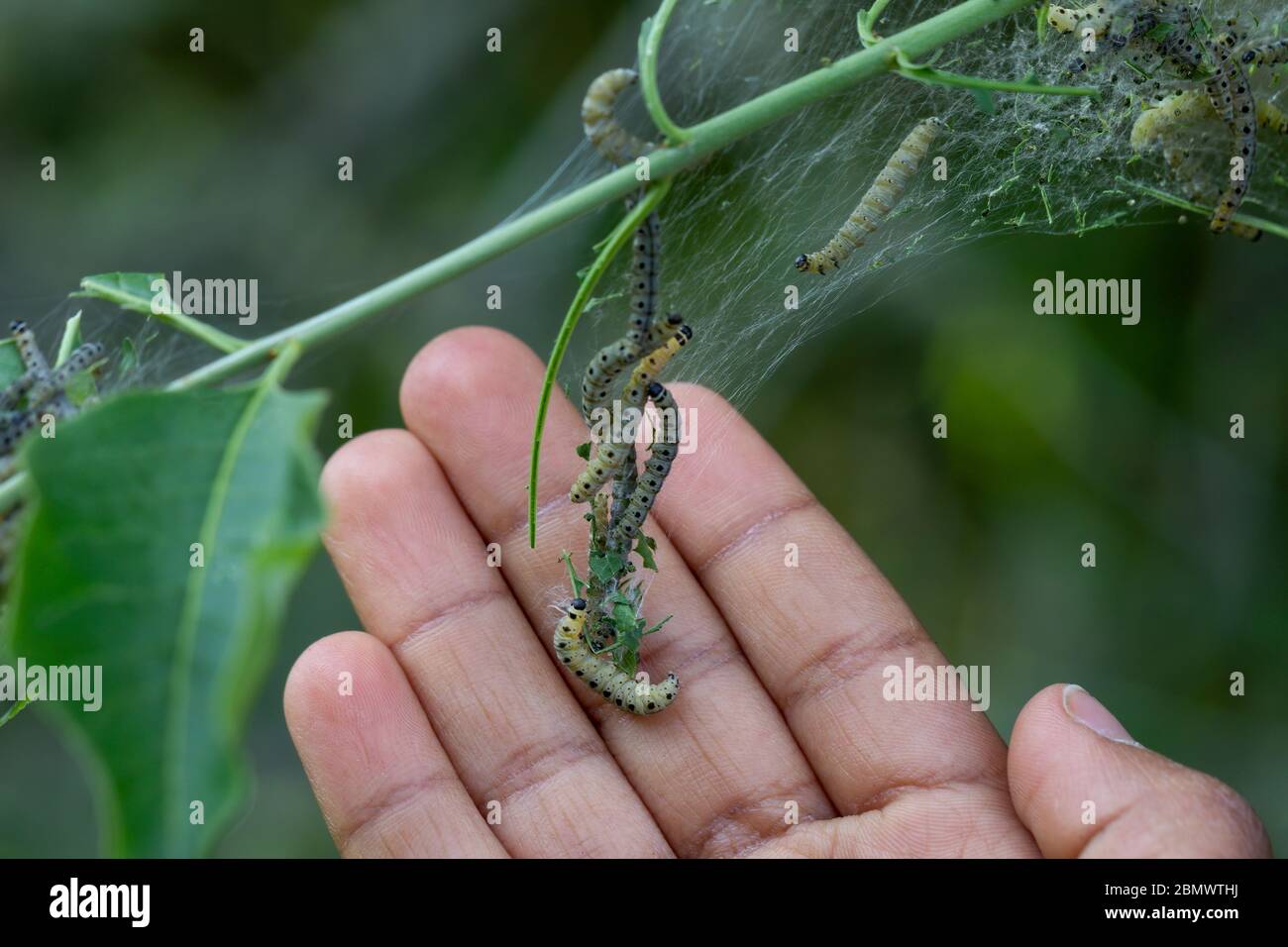 Jeune enfant en interaction avec les chenilles de la mote d'hermine, les yponomeutidae, se nourrissant de feuilles vertes Banque D'Images