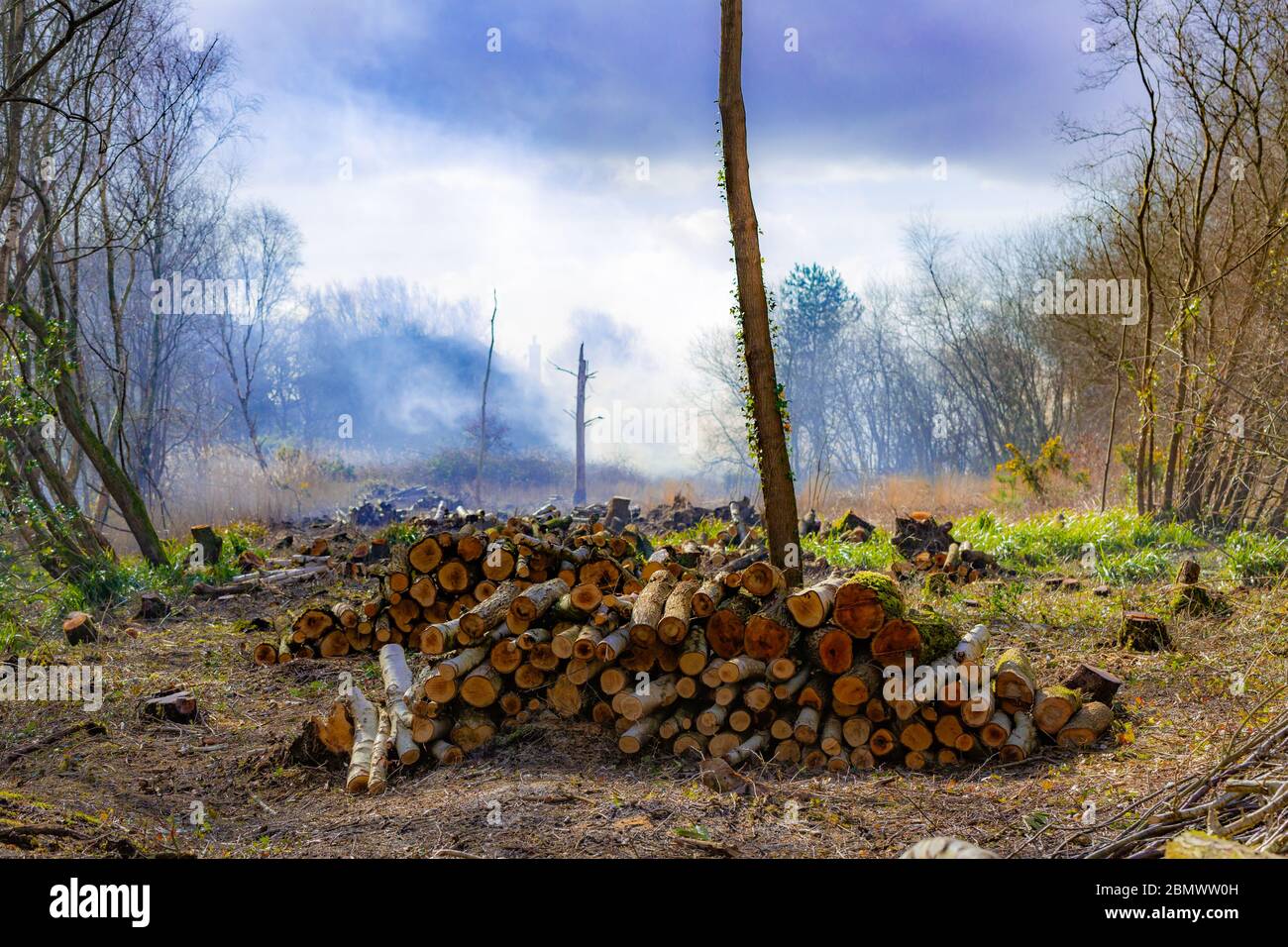 Des tas de bois empilés sont laissés à la restauration de l'habitat des prairies avec de la fumée en arrière-plan suite à la combustion de la purée. Banque D'Images