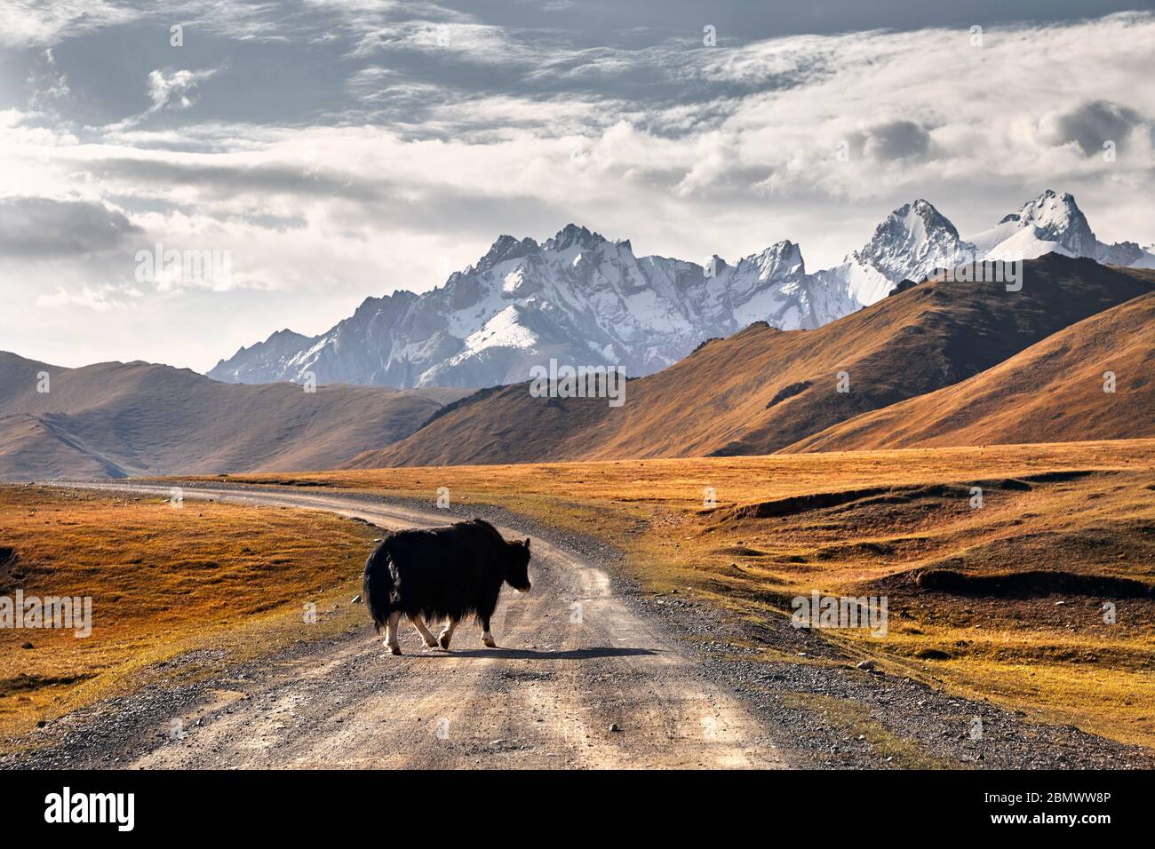 Yak noir traverser la route dans la vallée de montagnes du Kirghizistan, en Asie centrale Banque D'Images