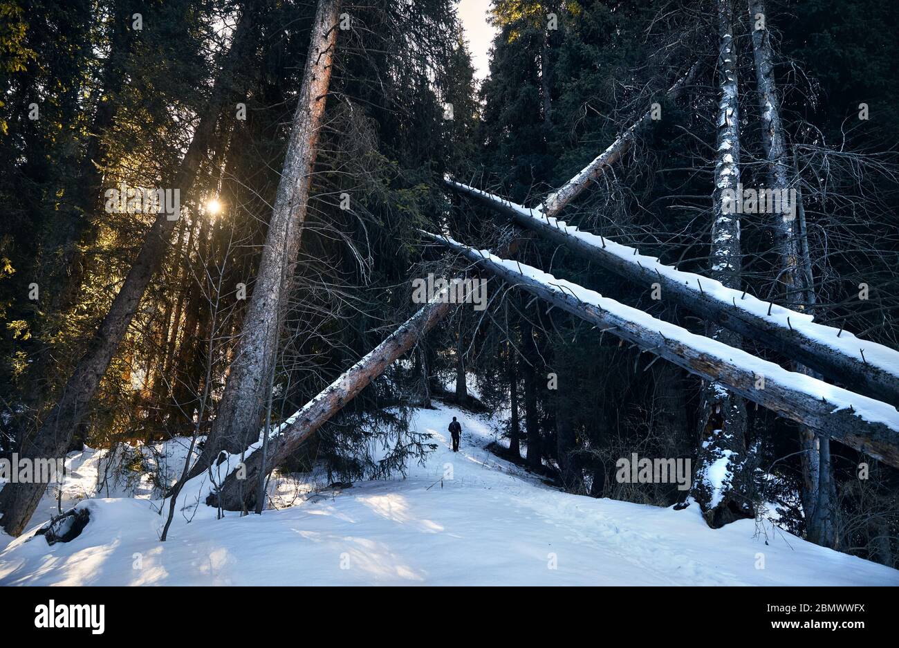 Homme seul silhouette aux pôles trekking randonnée pédestre dans la forêt, à l'heure d'hiver au lever du soleil, Almaty, Kazakhstan. Concept Plein air et voyage. Banque D'Images