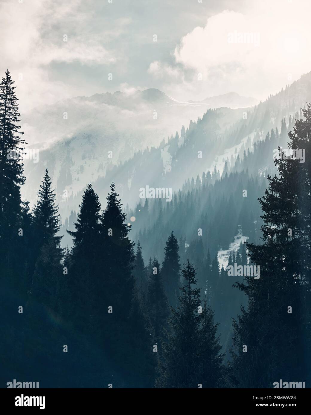 Beau paysage vertical de la forêt de montagne avec de belles épinettes en brouillard à fond ton cyan. Banque D'Images