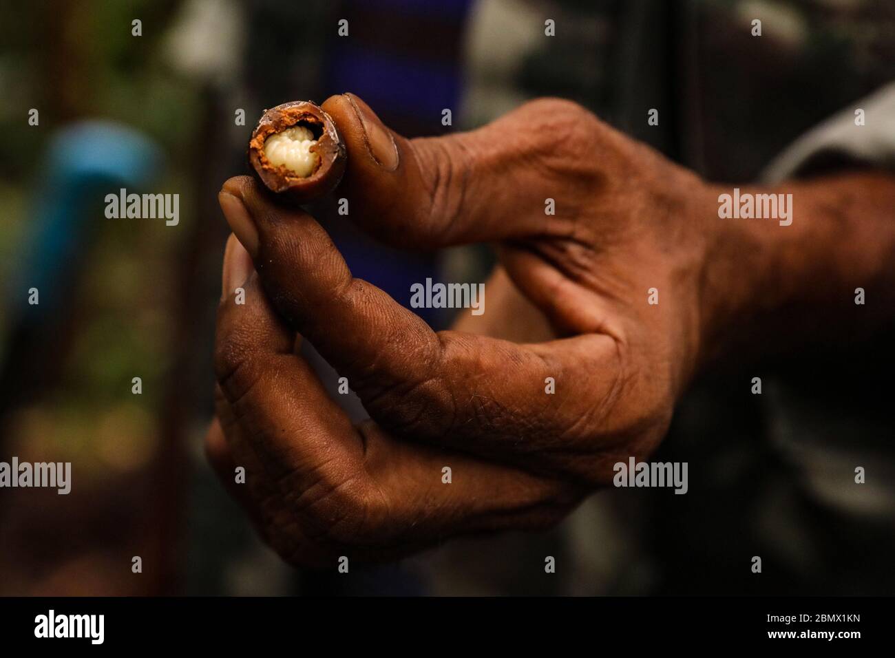 Manaus, Brésil. 12 mai 2019. Une larve comestible. Il y a beaucoup de larves comestibles dans l'Amazonie. Il en va de même de la larve du charançon de la paume rouge. Il a le goût comme le lait de coco et contient une variété de protéines. Credit: Tino Plunert/dpa-Zentralbild/ZB/dpa/Alay Live News Banque D'Images