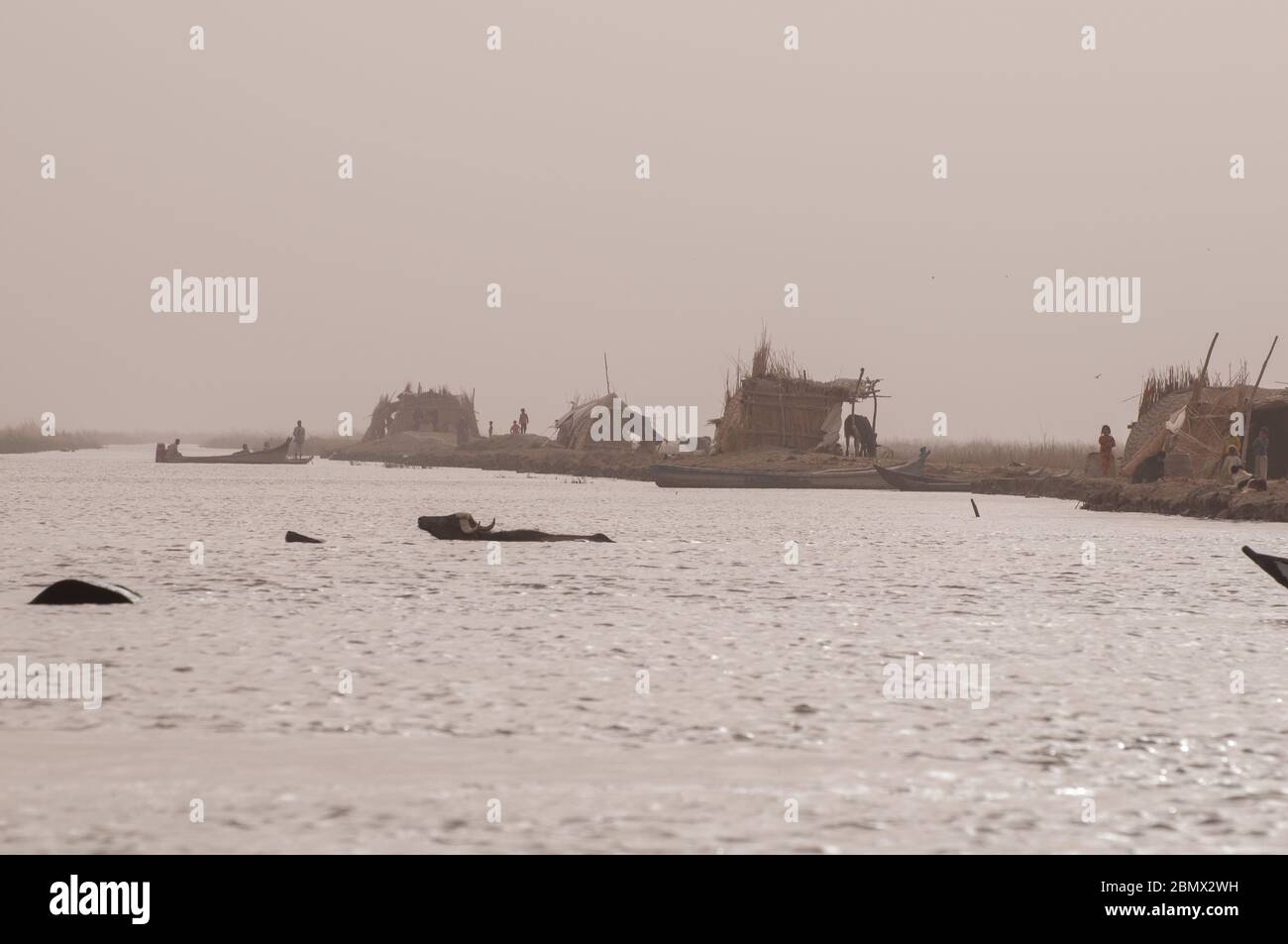 Des buffles d'eau traversent les marais du sud de l'Irak. Les bâtiments et bateaux arabes traditionnels de Marsh peuvent être vus dans le fond Banque D'Images