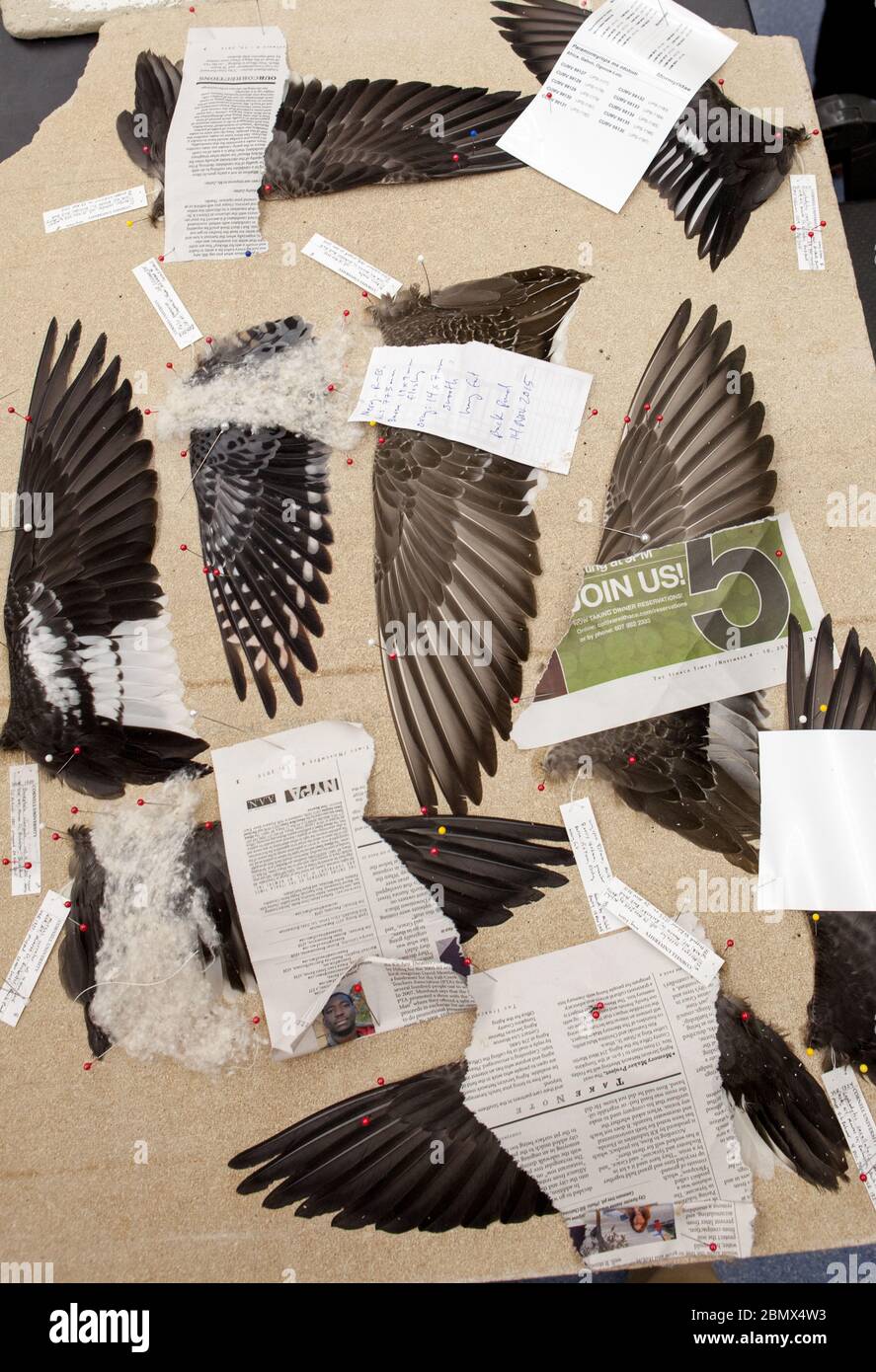 Les orioles conservées — Baltimore et Bullock's — se trouvent dans un tiroir des collections du musée Cornell des vertébrés Banque D'Images