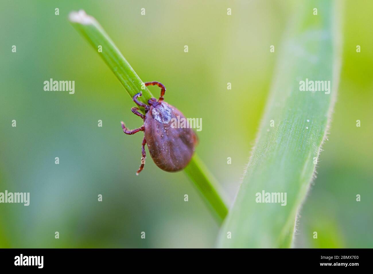 Tick de cerf dormant sur la tige d'herbe. Ixodes ricinus. Le parasite dangereux transmet des infections telles que l'encéphalite et la maladie de Lyme. Banque D'Images