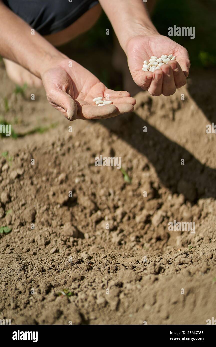 La main de la femme fermier plantant des graines de haricots dans le sol Banque D'Images