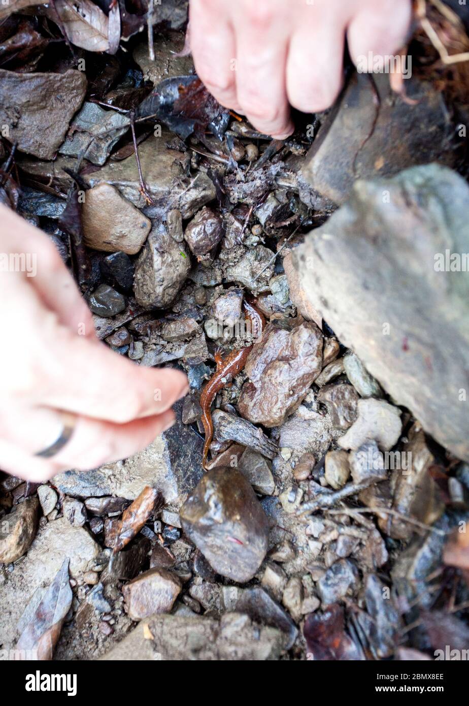 Une salamandre printanière (Gyrinophilus porphyriticus) est découverte par un naturaliste parmi les roches de schiste dans une forêt de Danby State Forest, Tompkins County, NY Banque D'Images
