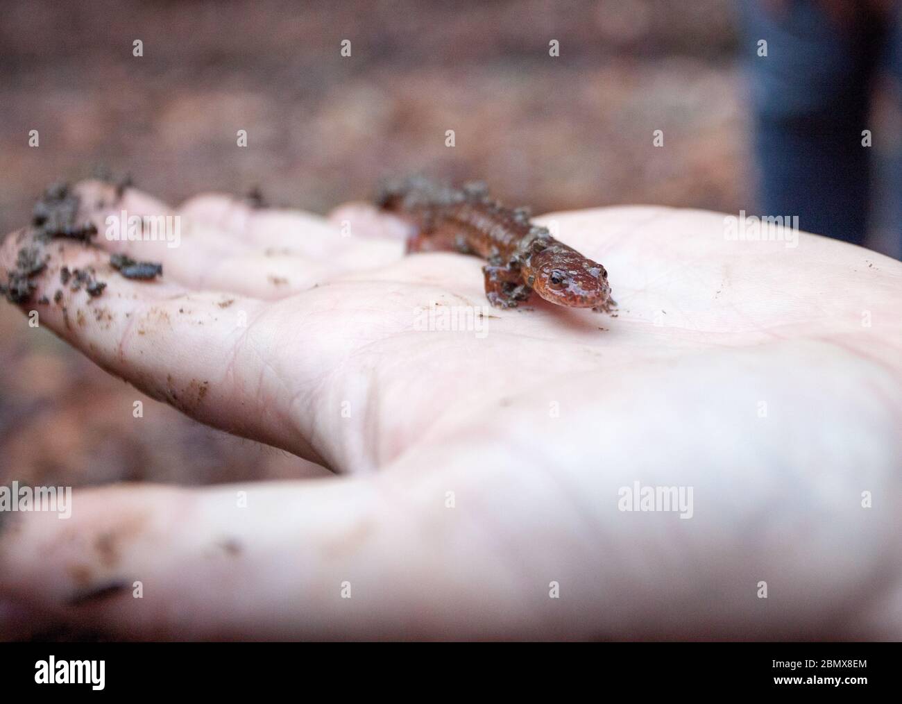 Un naturaliste tient une salamandre de printemps à découvrir (Gyrinophilus porphyriticus) dans la forêt d'État de Danby, comté de Tompkins, NY, États-Unis Banque D'Images