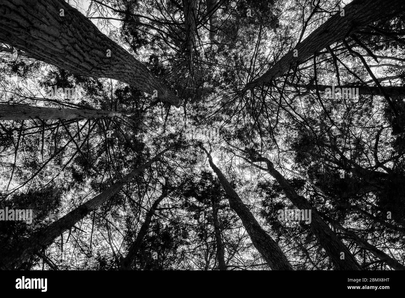 Des troncs d'arbres à feuilles persistantes sombres et lugubres se profilent vers le haut dans la forêt d'État de Danby, à Ithaca, NY, États-Unis Banque D'Images
