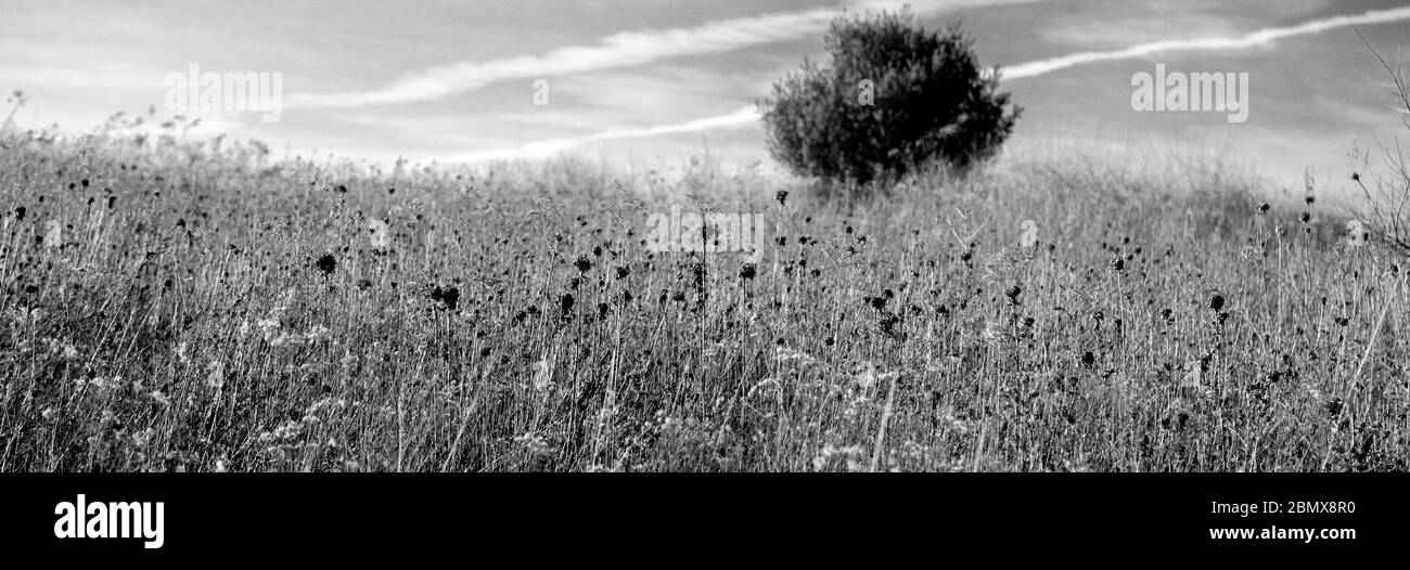 Herbes mortes et séchées avec un arbre en arrière-plan dans la réserve de biodiversité de Lindsay-Parsons, West Danby, NY, USA Banque D'Images