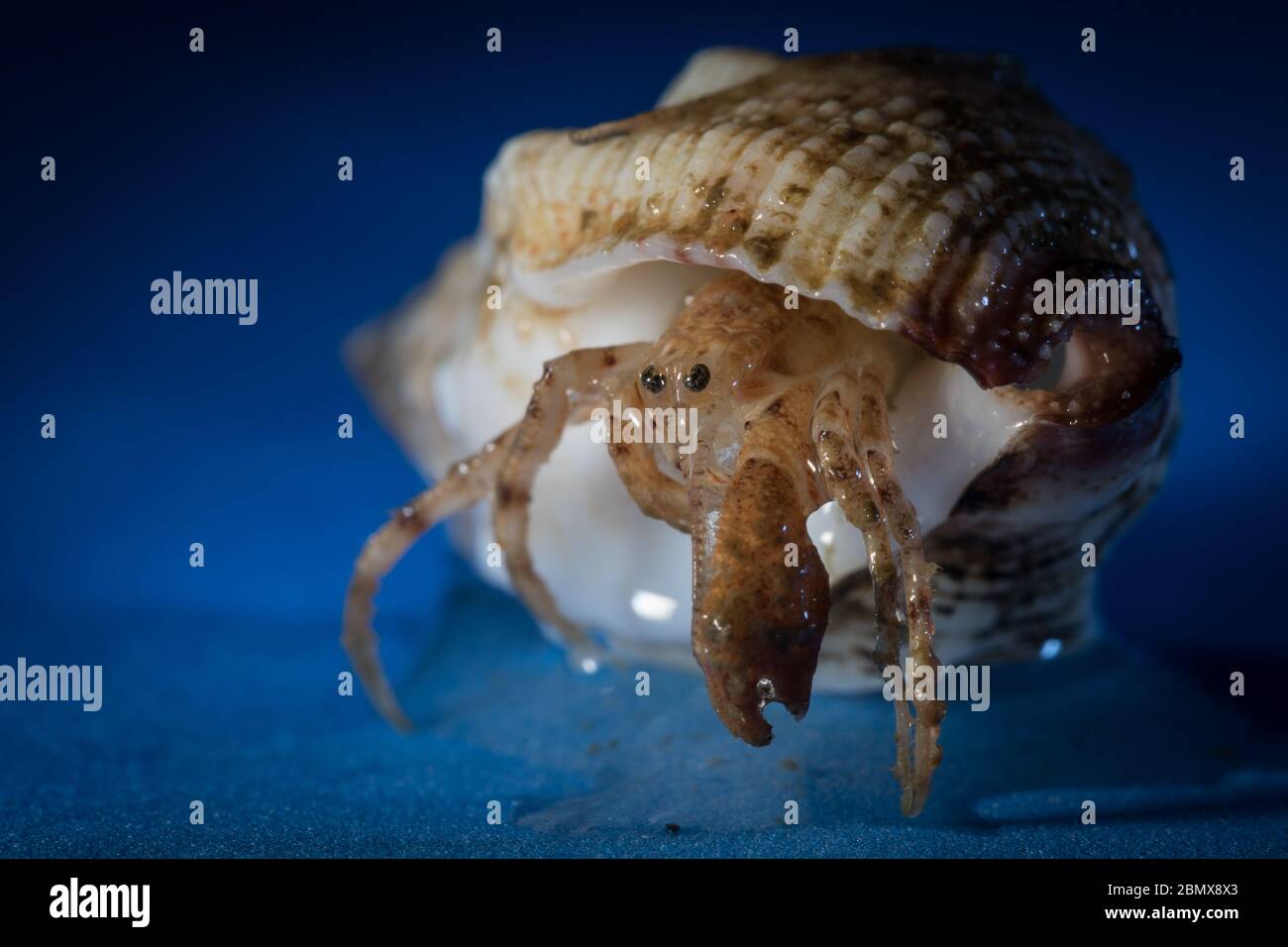 Les crabes ermite habitent une coquille de mollusque décollectée, comme ces spécimens recueillis par des scientifiques qui effectuent un échantillonnage benthique du fond marin de l'océan Indien. Banque D'Images
