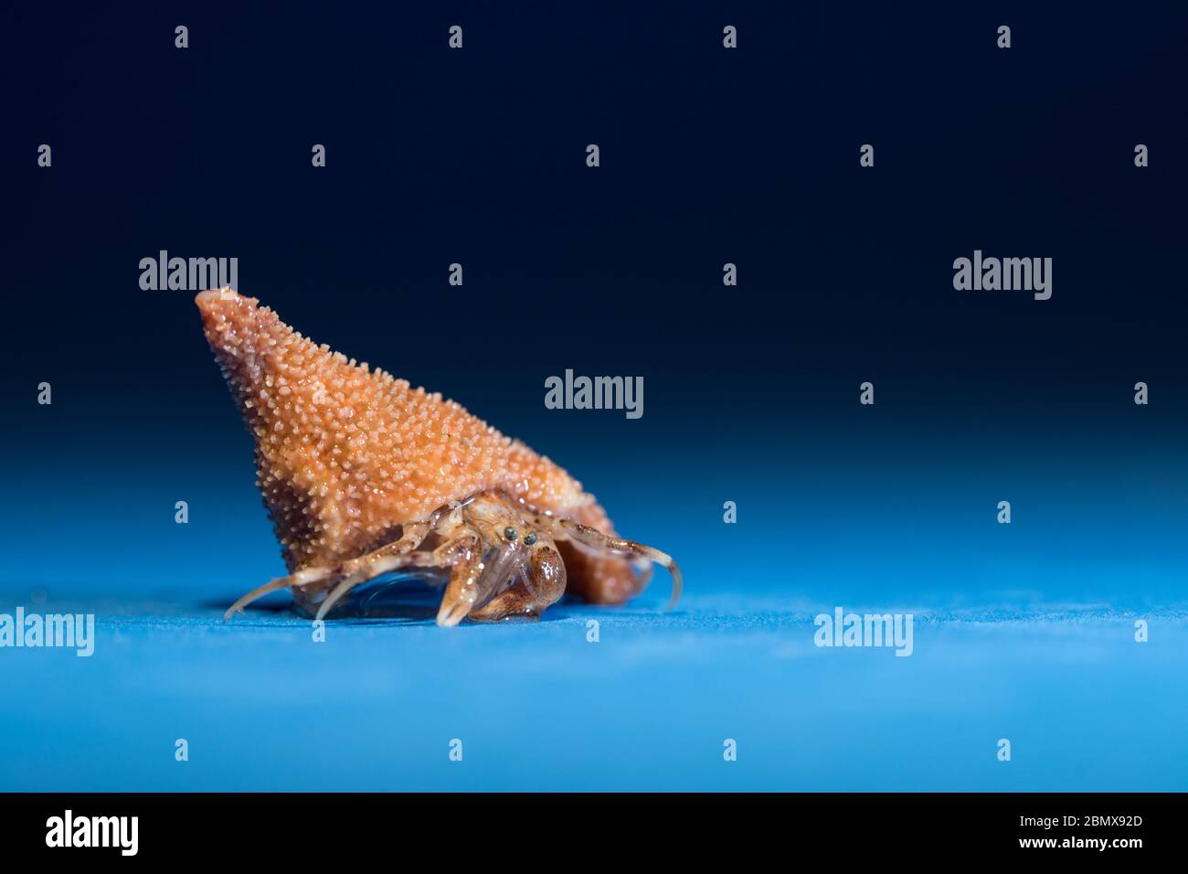 Les crabes ermite habitent une coquille de mollusque décollectée, comme ces spécimens recueillis par des scientifiques qui effectuent un échantillonnage benthique du fond marin de l'océan Indien. Banque D'Images