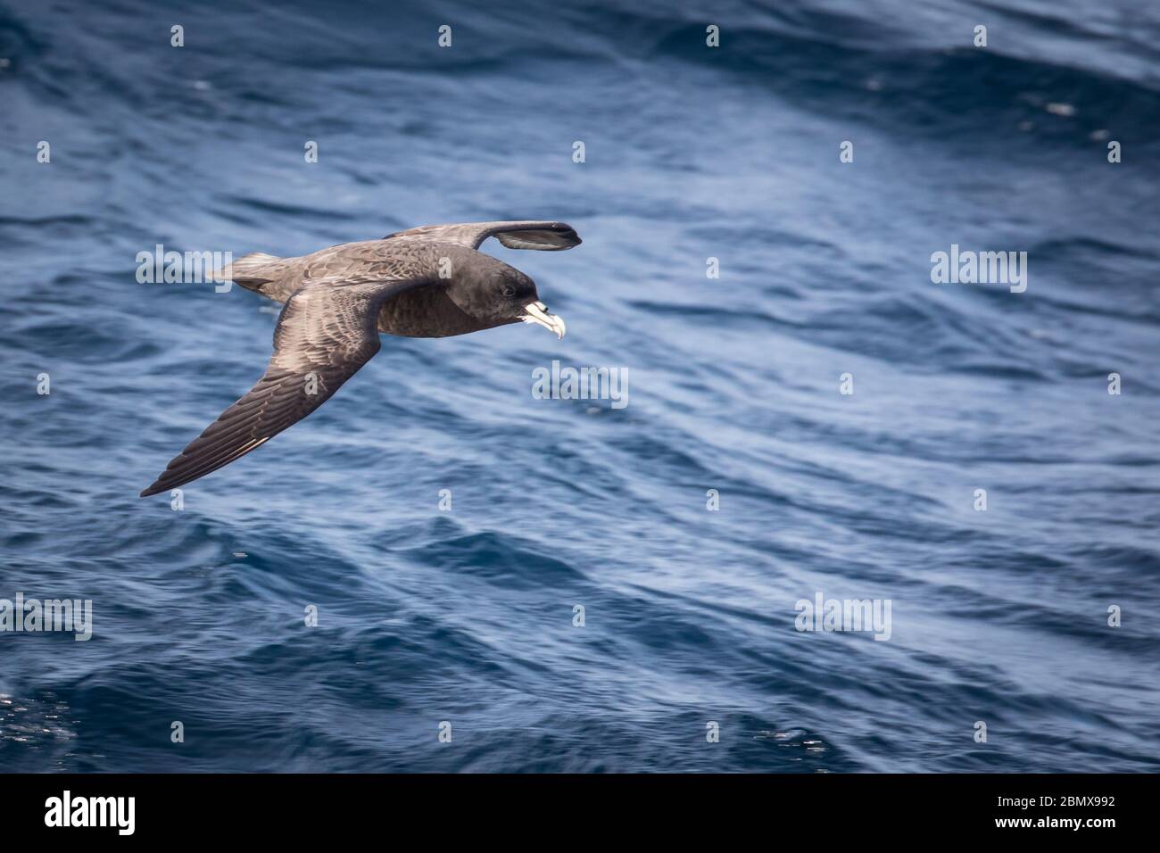 Agulhas Current, Océan Indien, au large de la côte sud-africaine, attire des oiseaux de mer pélagiques comme ce pétrel blanc chiné, Procellaria aequinotialis. Banque D'Images