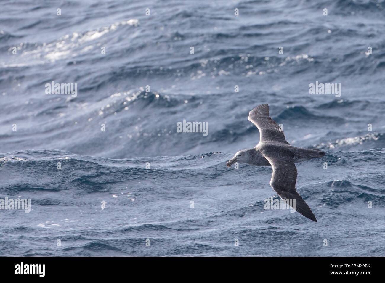 Le courant Agulhas de l'océan Indien au large des côtes de l'Afrique du Sud attire des oiseaux de mer pélagiques comme le pétrel géant du Nord, le macronectes halli. Banque D'Images