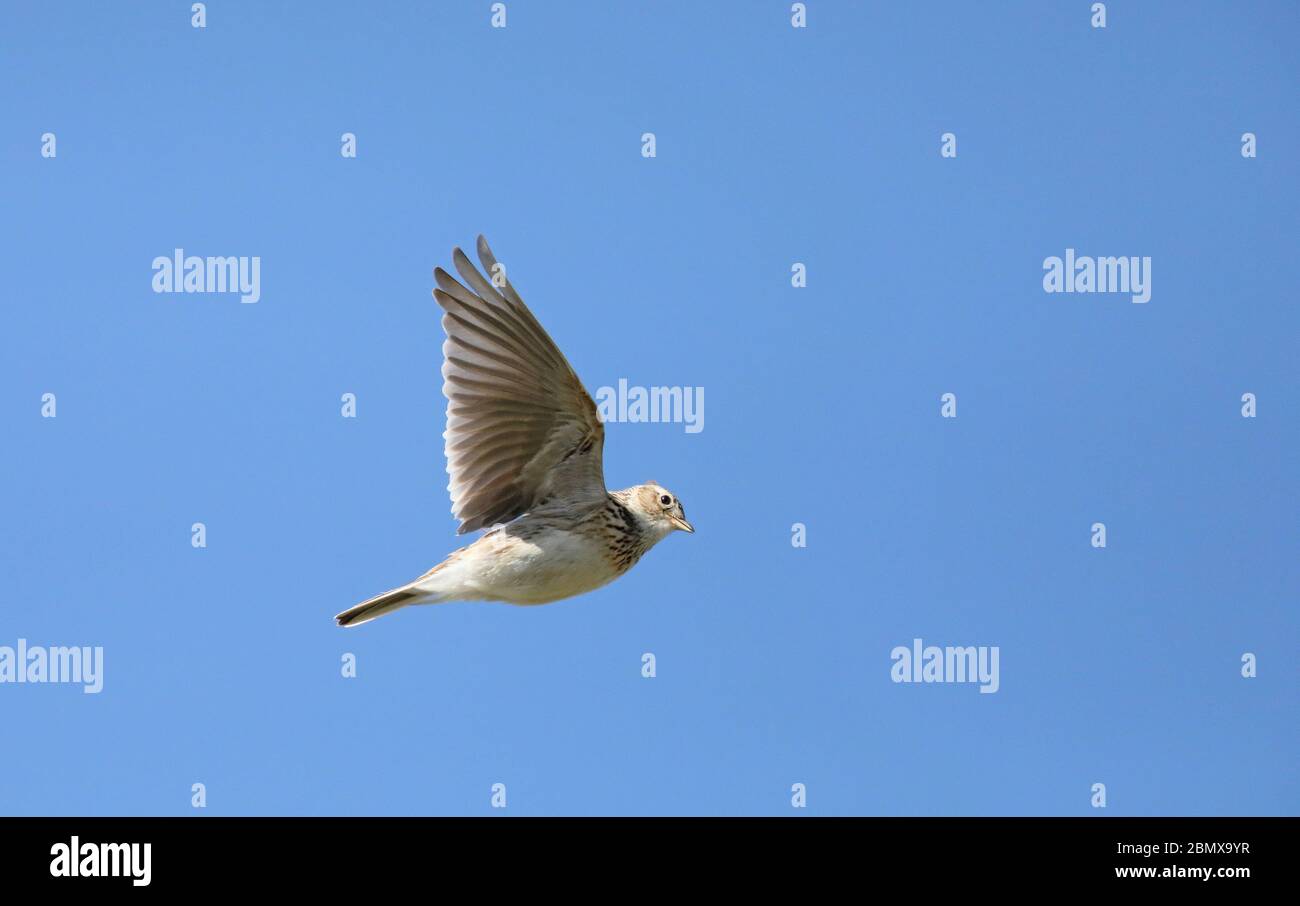 Skylark planant sous le ciel bleu Banque D'Images