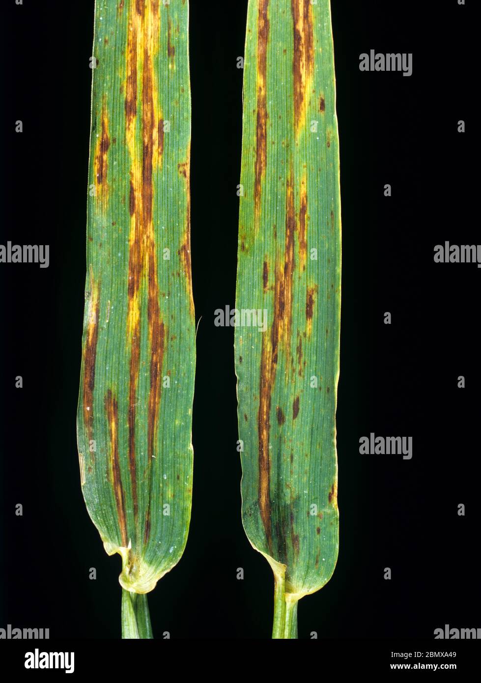 Lésions de la bande nécrotique du blotch net (pyrénophora teres) sur les feuilles d'orge provenant d'une culture mature Banque D'Images