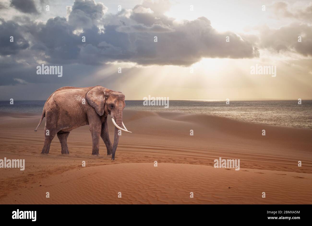 Éléphant d'Afrique dans le désert. Banque D'Images