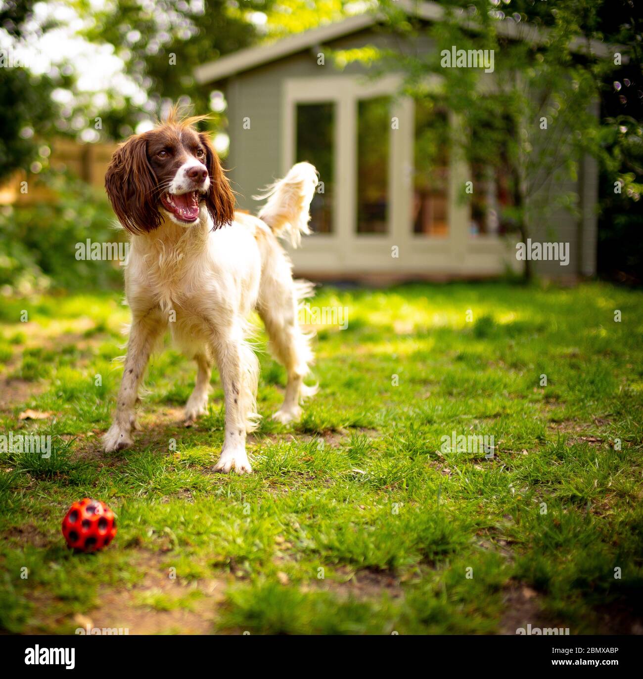 Un chien anglais Springer Spaniel heureux dans un jardin verdoyant le jour de l'été avec une maison d'été en arrière-plan et une balle rouge en premier plan. Banque D'Images