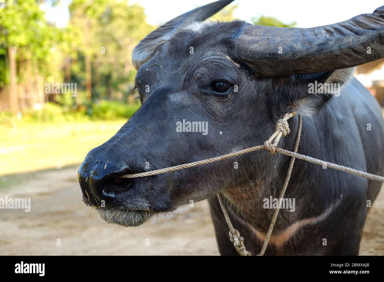 Gros plan sur le visage de Buffalo qui passe une corde à travers le nez du buffle. Buffle d'eau. Buffle asiatique. Banque D'Images
