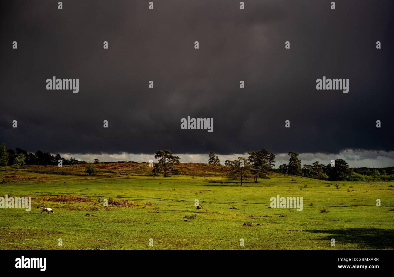 Météo britannique, très sombre orage nuages approche sur la Nouvelle forêt heathland Angleterre causant un contraste spectaculaire de l'obscurité et de la lumière. Banque D'Images