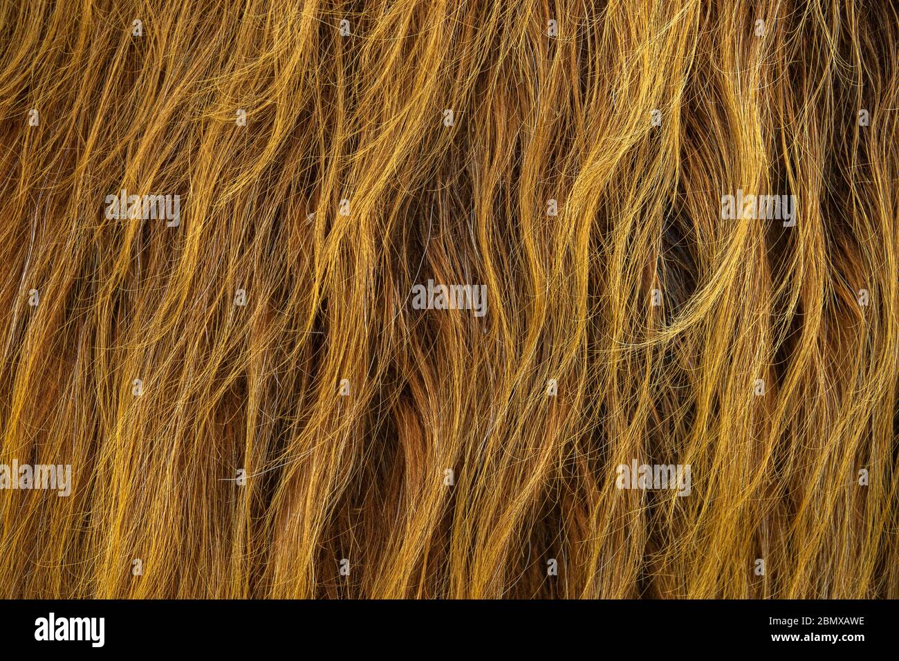 Texture de fond du poil rouge sauvage d'UN Scottish Highland Cow Banque D'Images