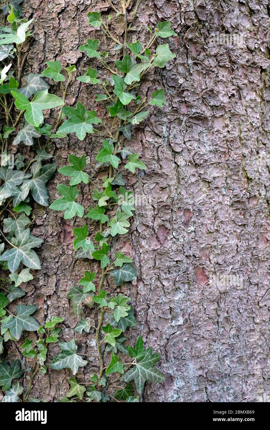 La lierre sinueuse avec des feuilles vertes rampant sur l'arbre Banque D'Images