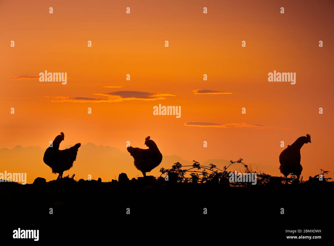 Silhouette de poulet Banque D'Images