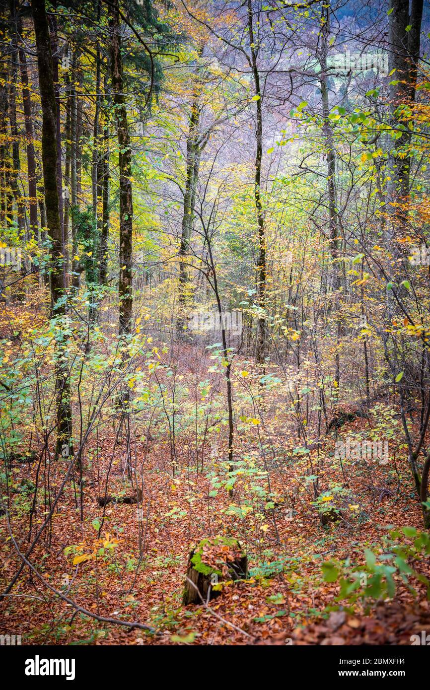 Arbres à l'intérieur de la forêt tropicale sur une pente de colline couverte par des feuilles rouges en automne. Banque D'Images
