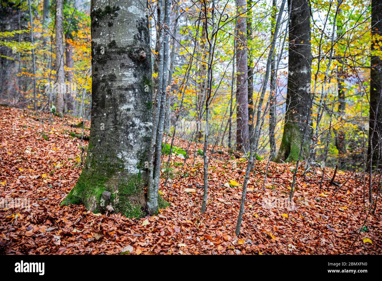 Vieux arbres sur une pente de colline couverte par des feuilles rouges de forêt tropicale en automne. Banque D'Images