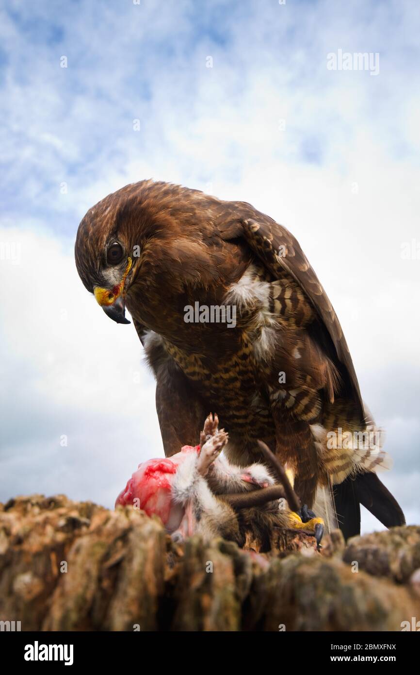 Un Buzzard commun (buteo buteo) se nourrissant sur un rat brun Banque D'Images