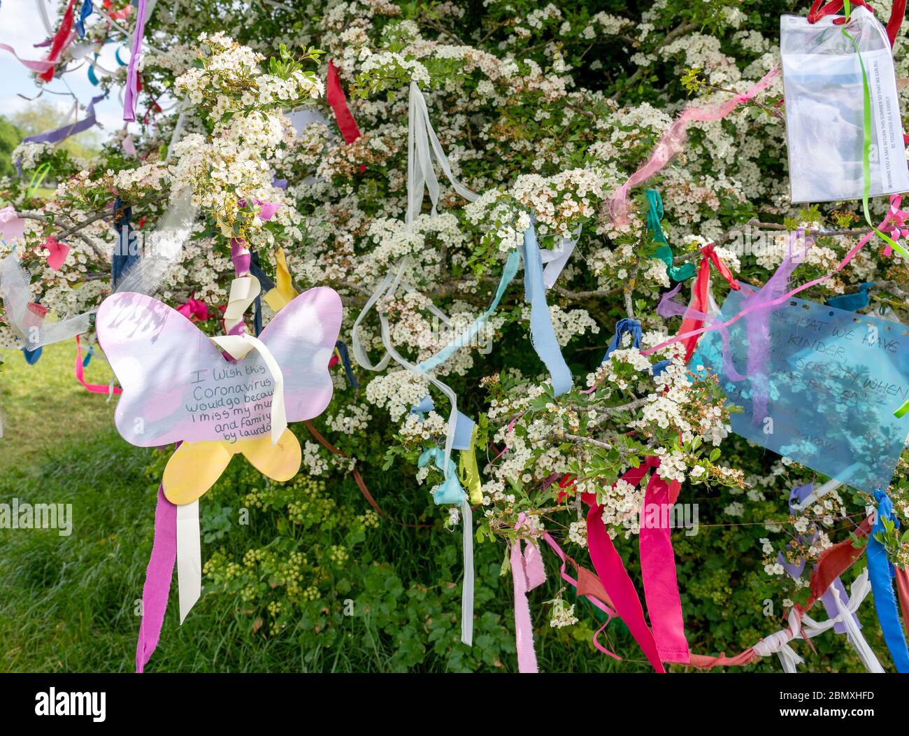 Wish Tree hawthorn couvert en mai fleurir rubans colorés et souhaits sur les Downs à Bristol pendant le Corinavirus pndemic de 2020 Banque D'Images