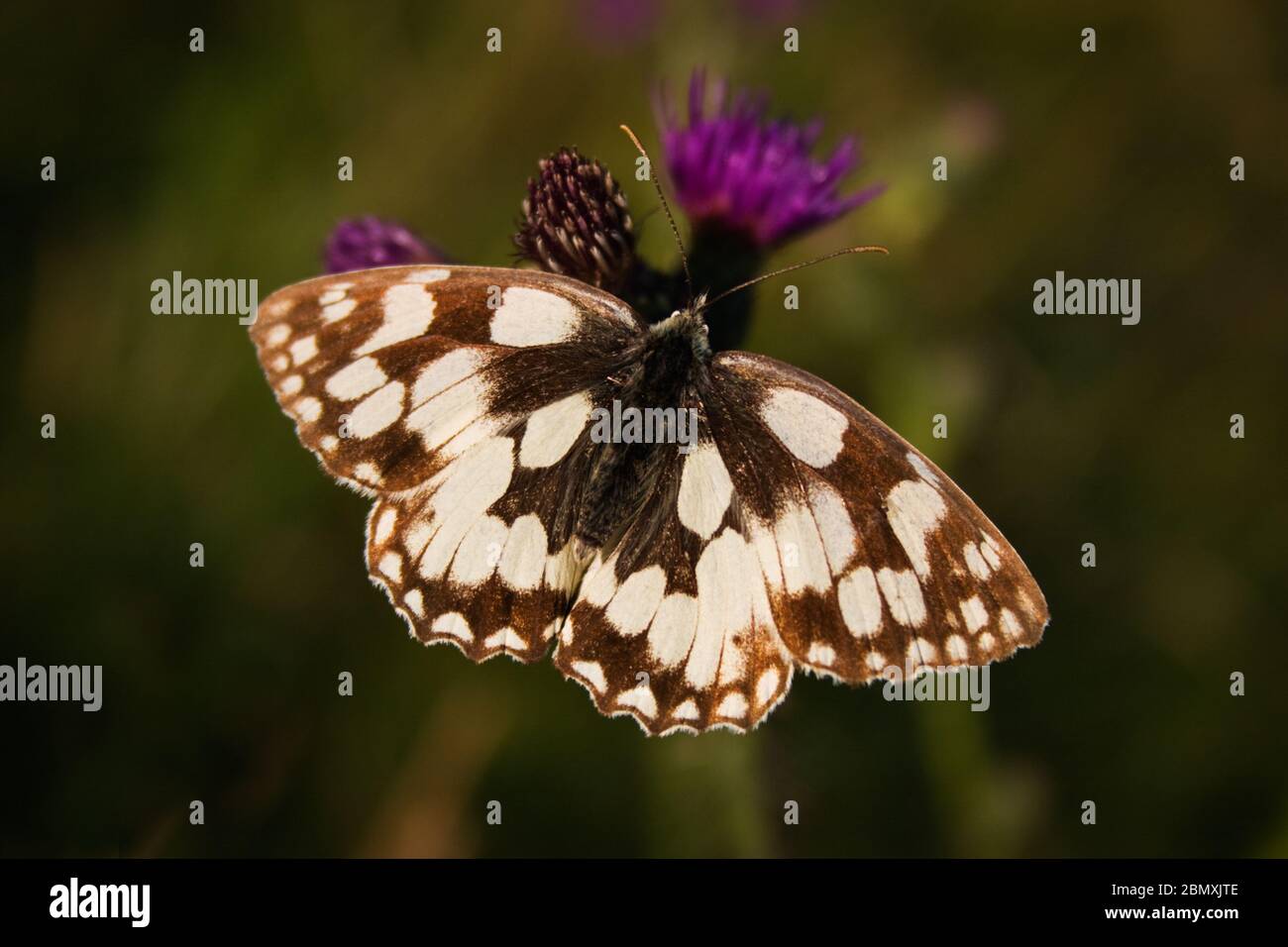 Papillon blanc marbré Melanargia galathea Banque D'Images