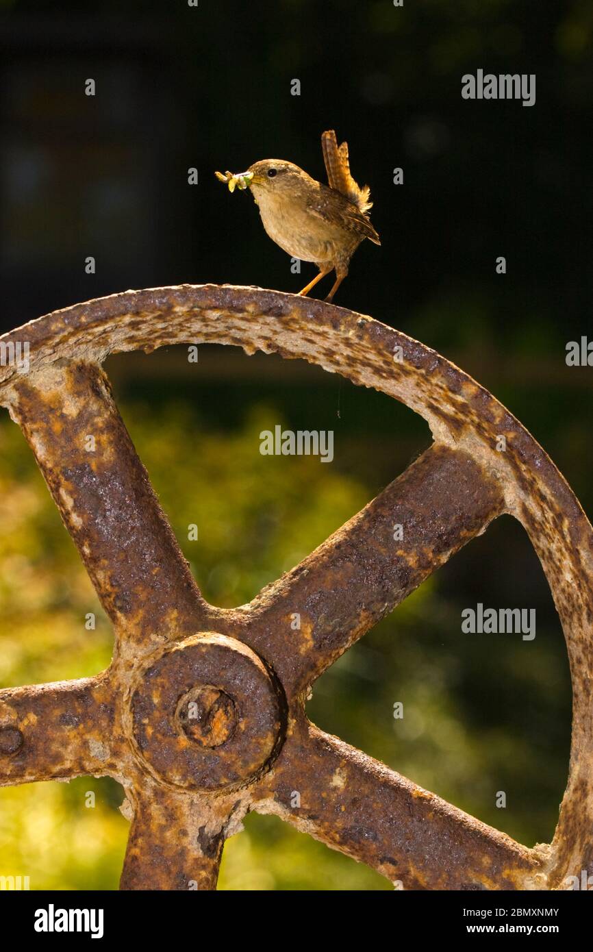 Wren assis sur l'ancienne roue métallique Banque D'Images