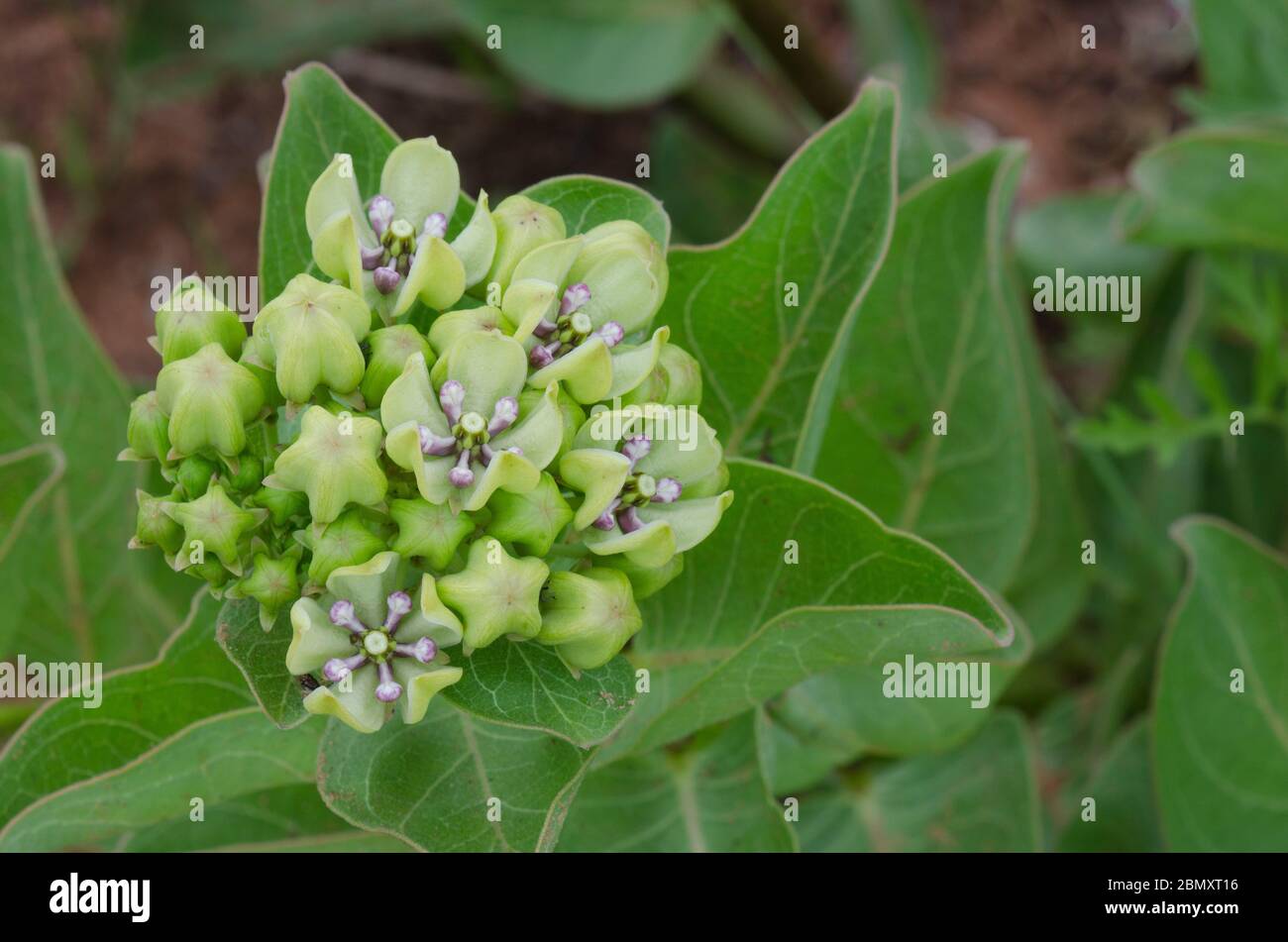L'asclépiade (Asclepias viridis, vert Banque D'Images