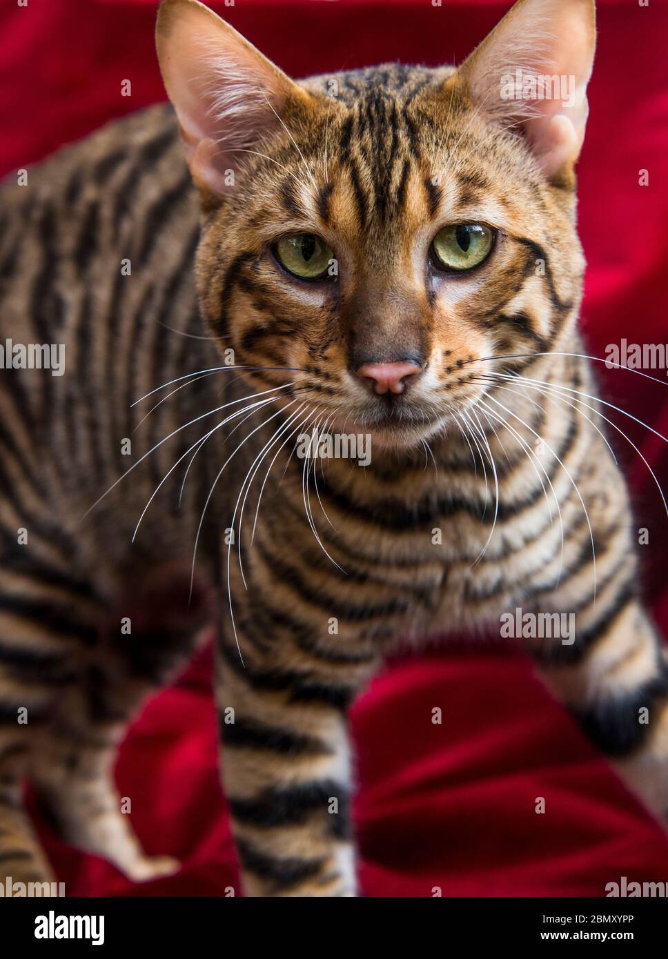 Chat Toyger Photo Stock Alamy