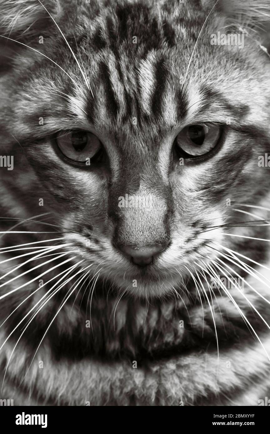 Portrait De Chat Noir Et Blanc Toyger Photo Stock Alamy