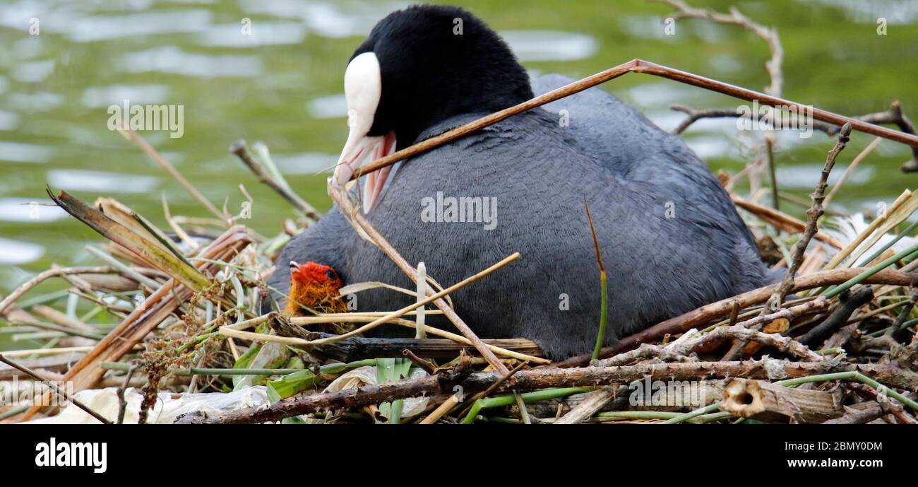 Nicheurs cuisiniers avec poussins sur le lac Banque D'Images