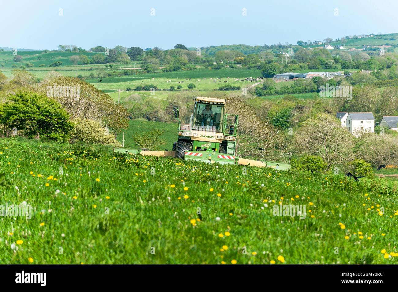 Timoleague, West Cork, Irlande. 11 mai 2020. Une tondeuse automotrice Krone Big M 400 conduite par Finbarr O'Donovan de A & F O'Donovan Contractors, Clonakilty, coupe de l'herbe pour l'ensilage sur la ferme de David Dey de Timoleague. L'herbe sera clouée demain. Crédit : AG News/Alay Live News Banque D'Images