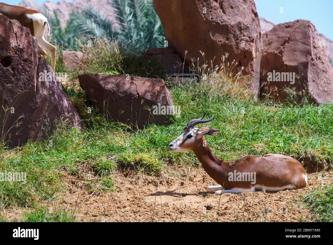 Gazelle de sable arabe mâle (Gazella marica), péninsule arabique. Gazelle brune reposant dans le zoo d'un établissement. Concept de zoo vide Banque D'Images