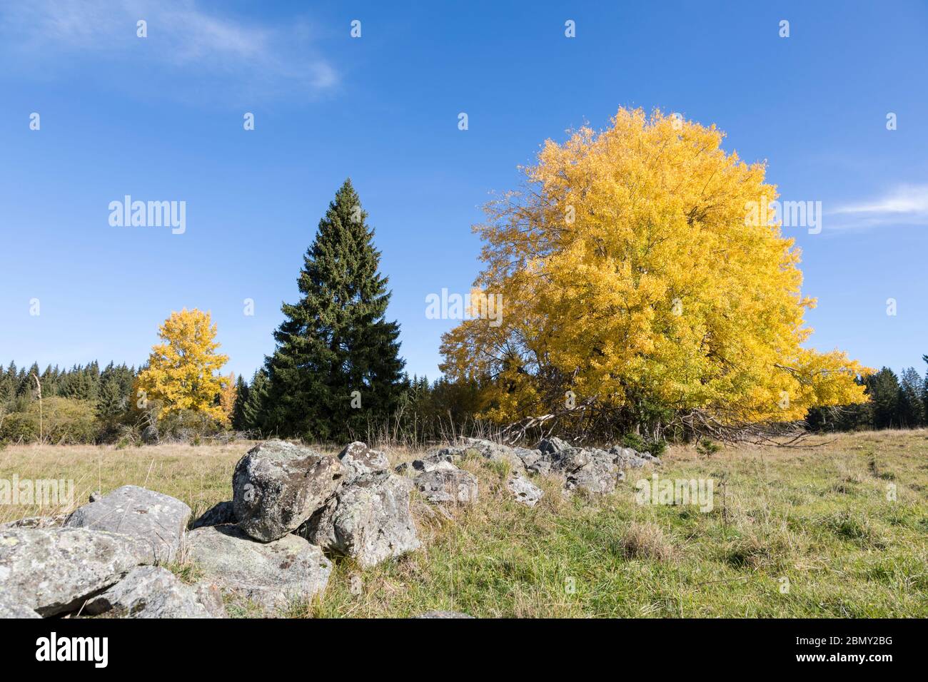 Espen im Herbst Banque D'Images