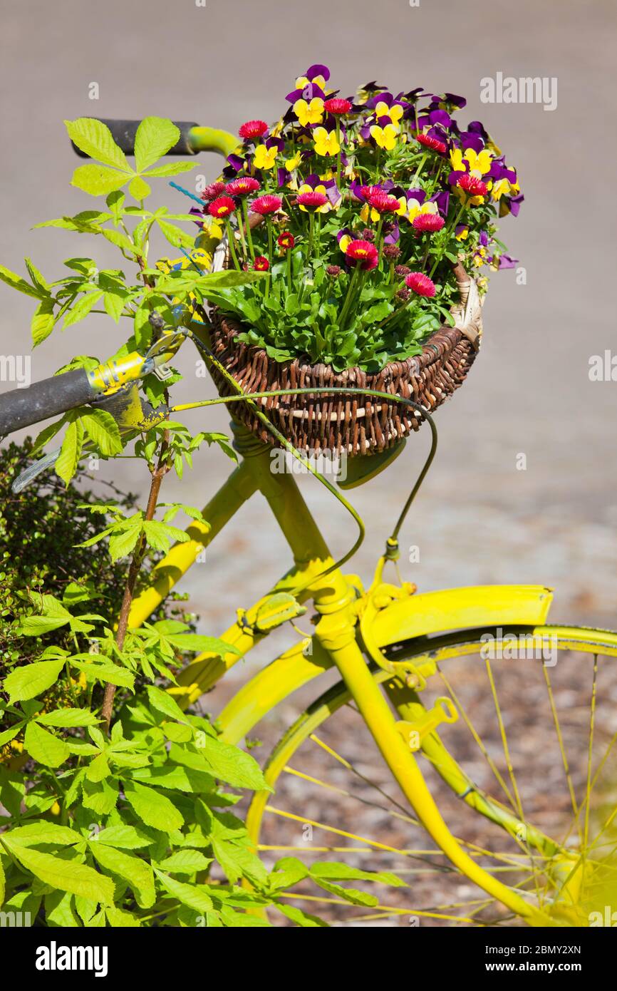 Fleurs colorées dans un panier de vélo jaune - se concentrer sur le pansys Banque D'Images