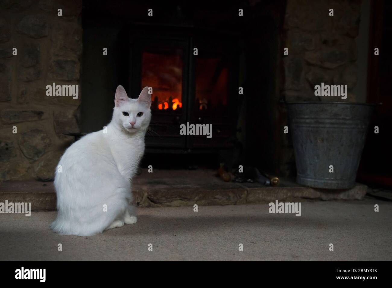 Chat blanc turc Angora couché devant un poêle à bois avec le feu de cheminée Banque D'Images