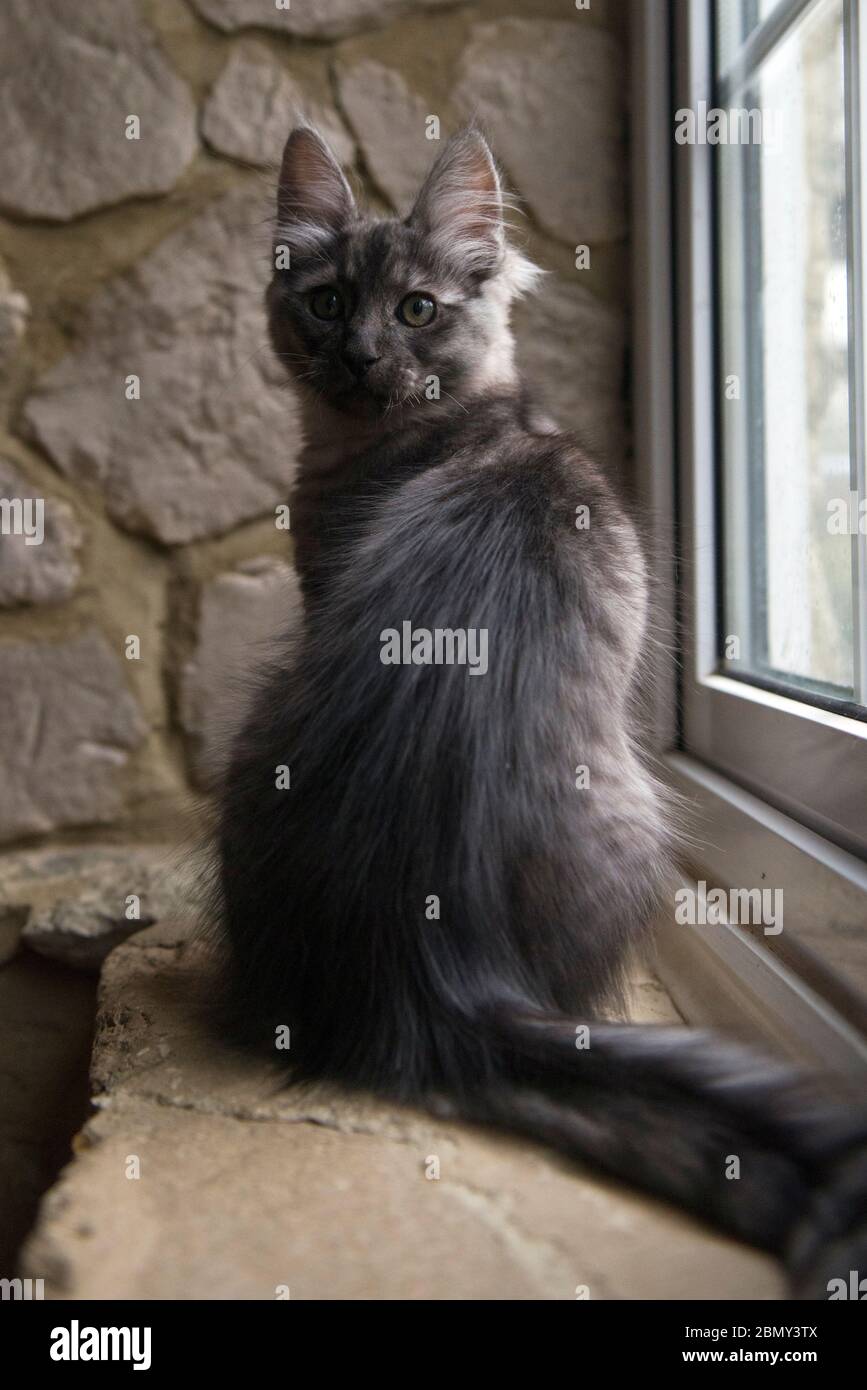 Jeune chat turc d'angora tortoiseshell assis sur le rebord de la fenêtre contre un mur de pierre Banque D'Images