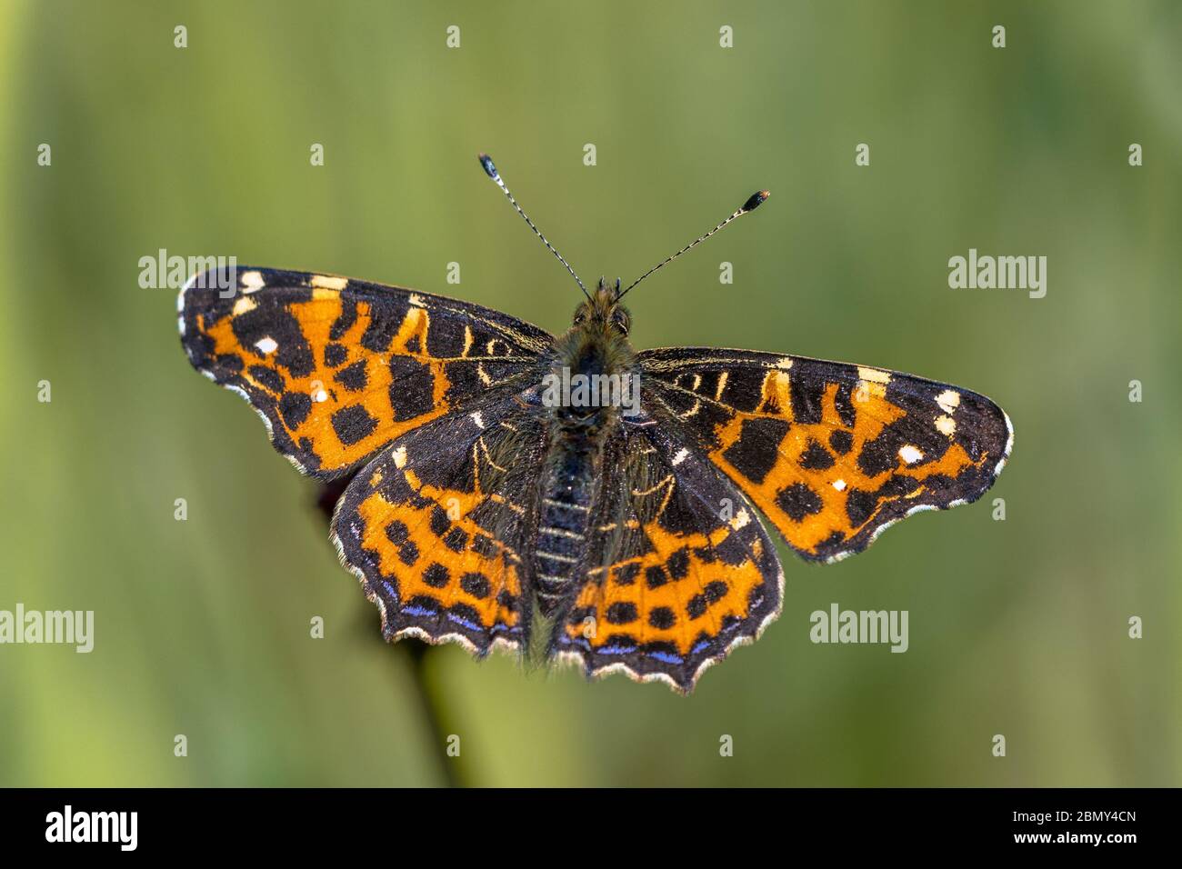 La carte (Araschnia levana) est un papillon de la famille des Nymphalidae. C'est la première génération de printemps qui a volé en mai et juin. Banque D'Images